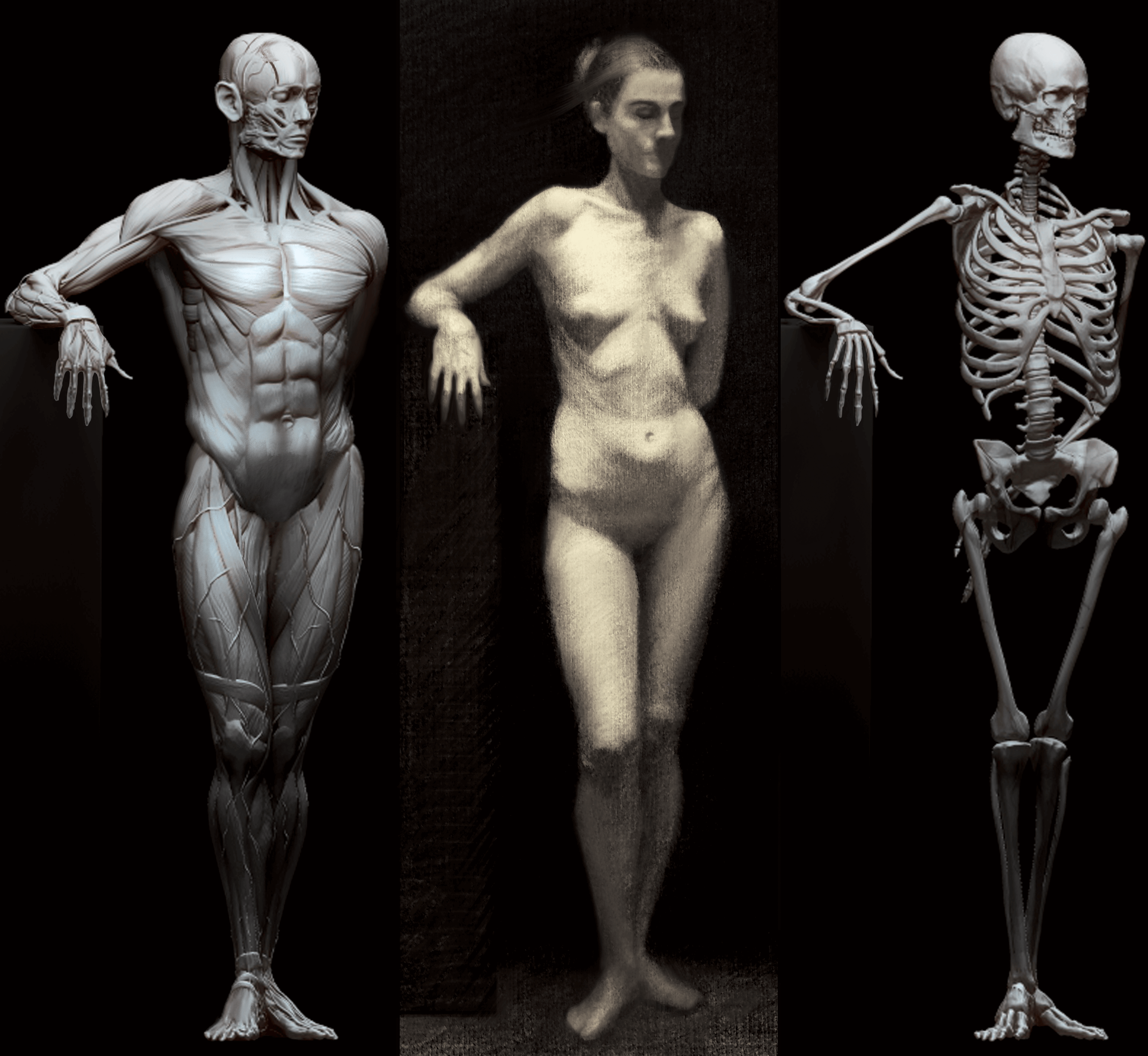 Anatomy Study Figure Standing Digital Traditional Art